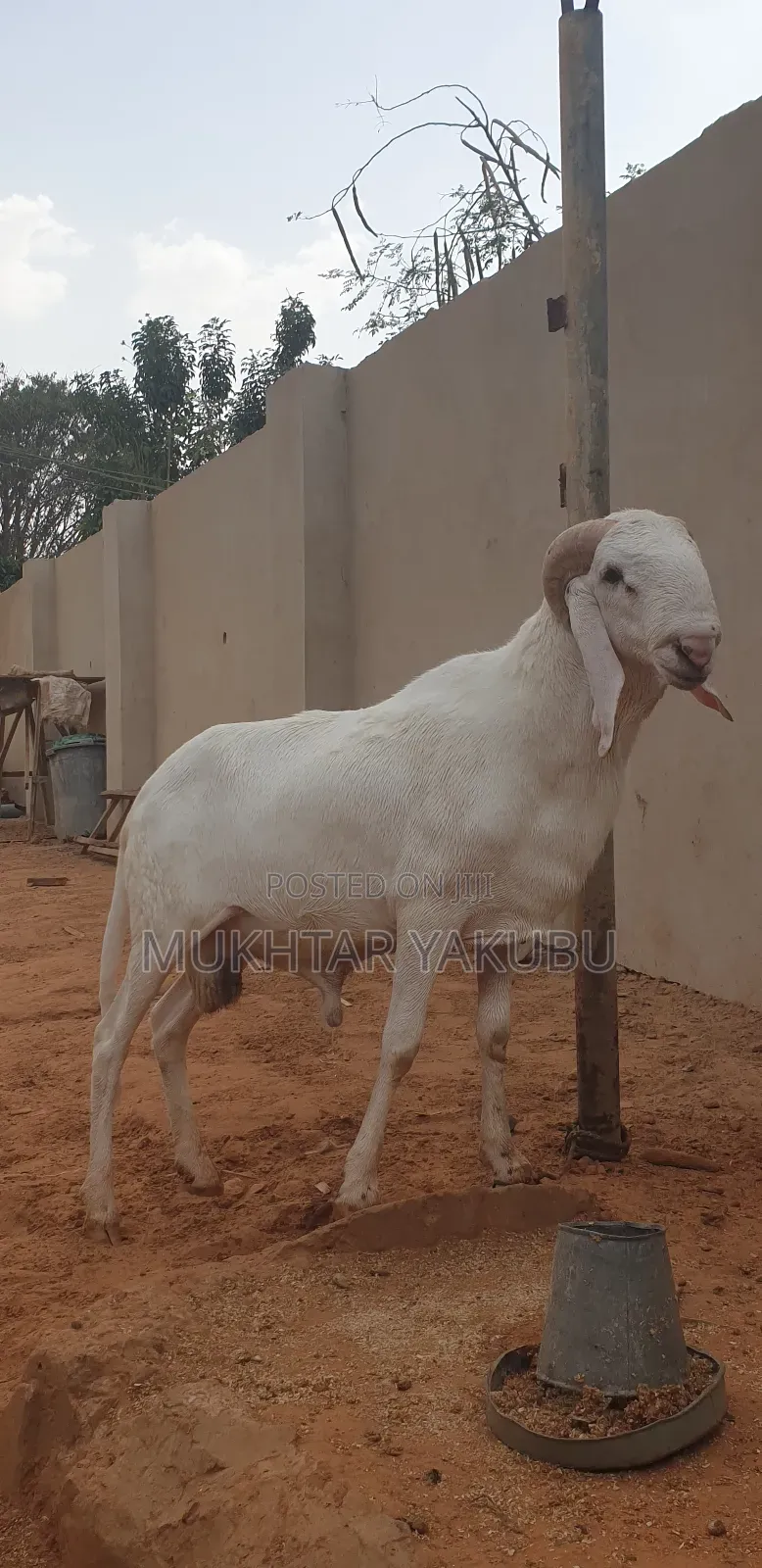 Big Healthy White Ram   