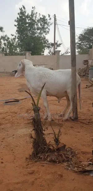 Big Healthy White Ram   