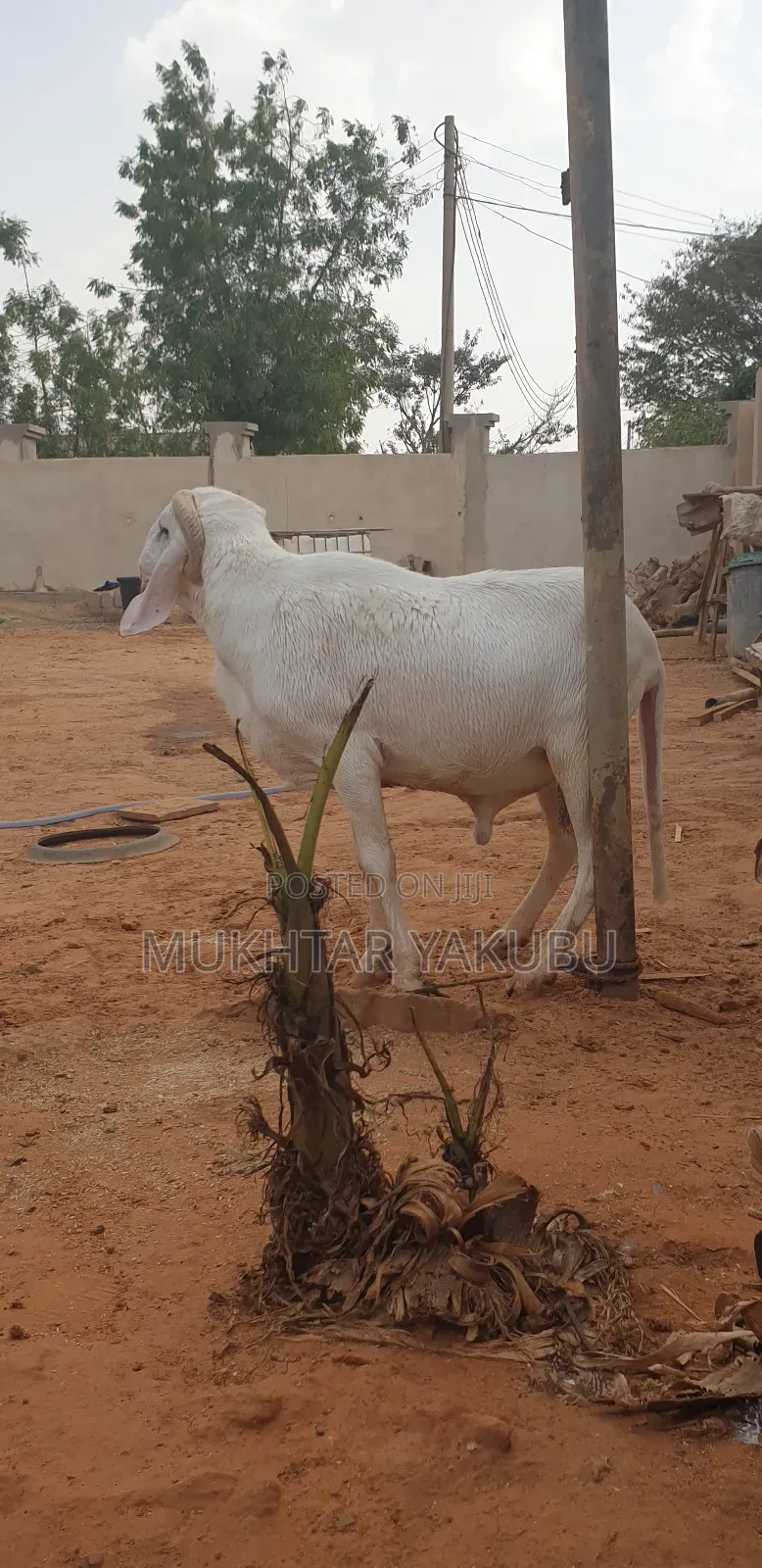 Big Healthy White Ram   