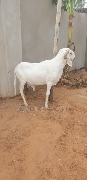 Big Healthy White Ram   