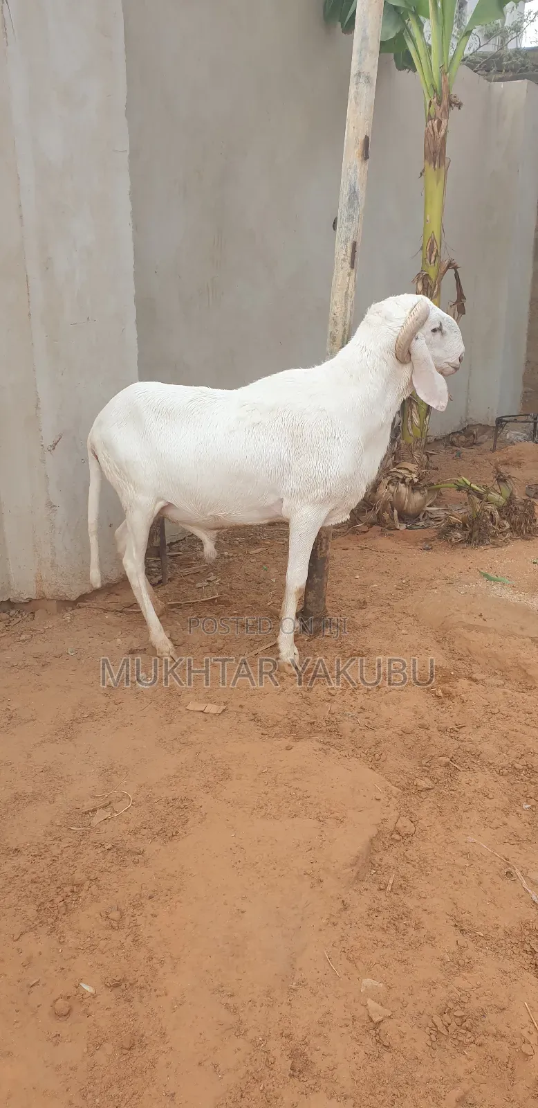 Big Healthy White Ram   
