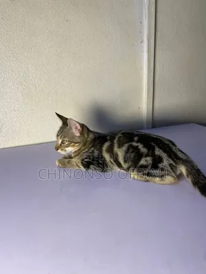 1-3 months Female Purebred Bengal