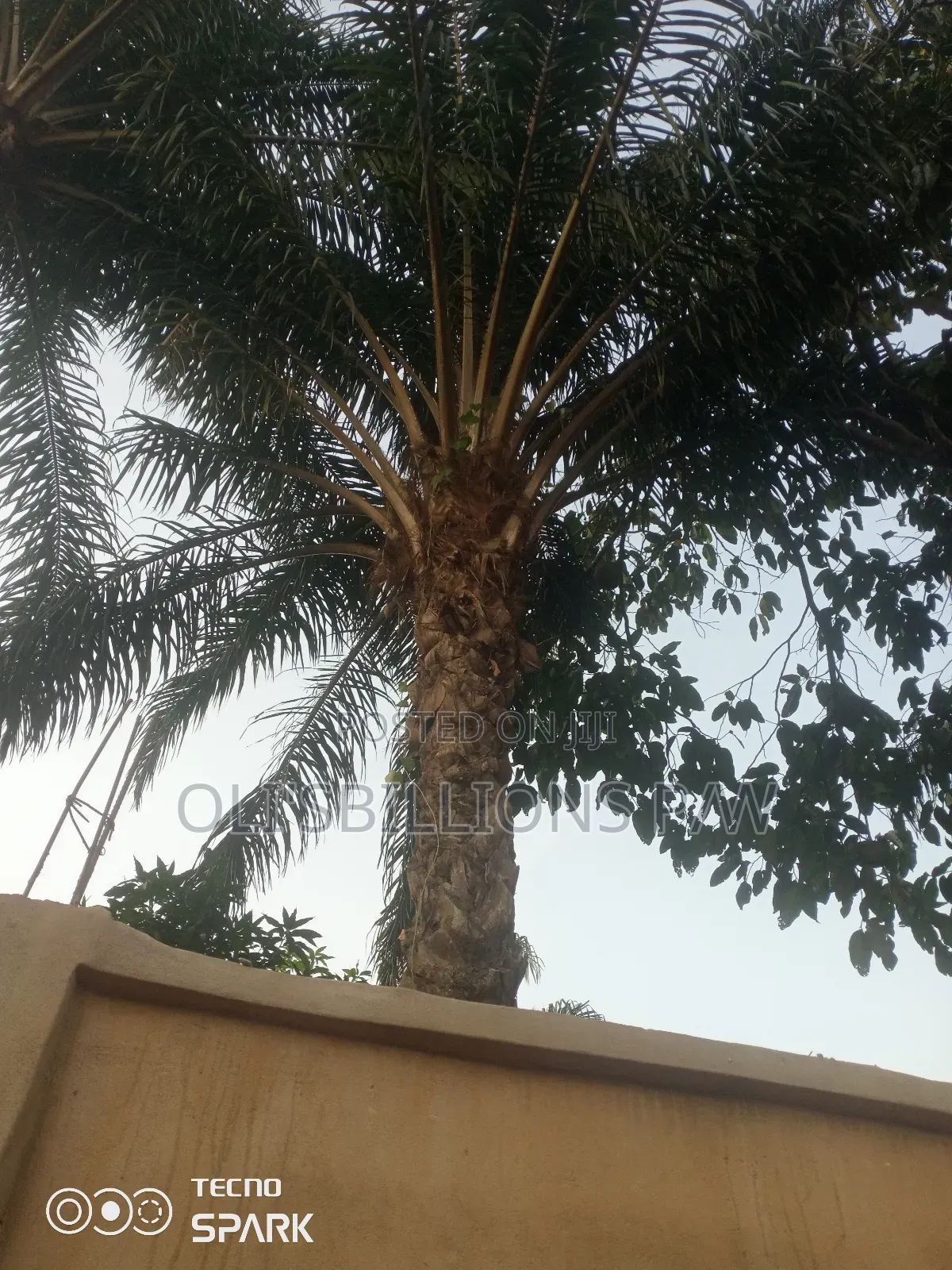 Billions Organic Palm Oil