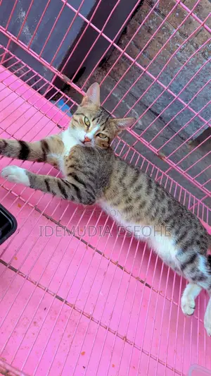 1-3 months Male Purebred Tabby