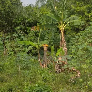 Dry Land Available for Sale at Gbagada