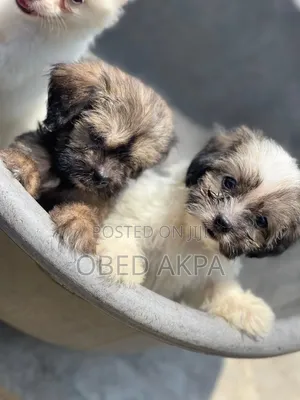 1-3 months Male Purebred Lhasa Apso