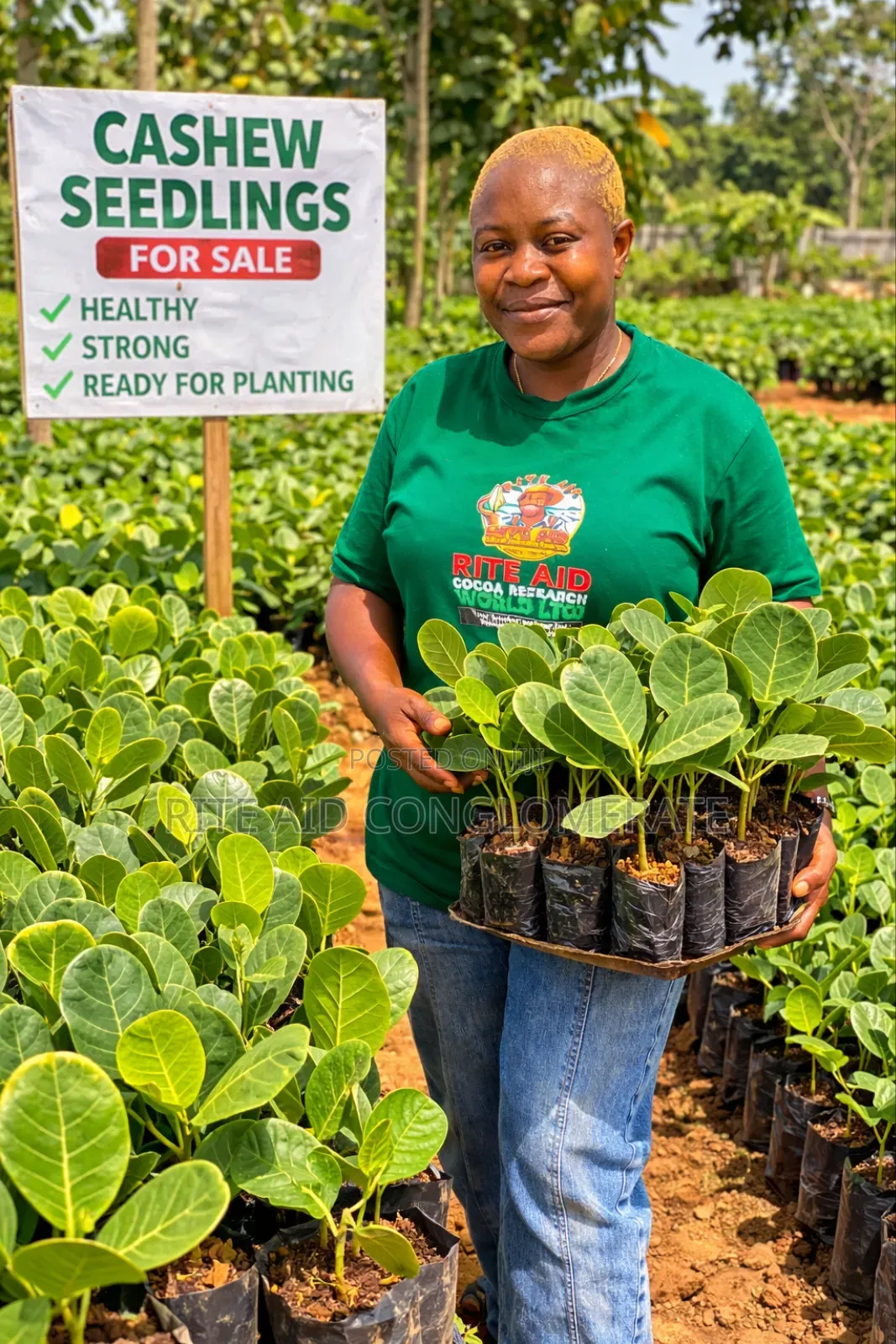 Jumbo Cashew Seedlings