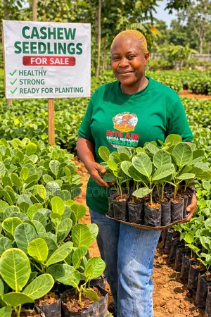 Jumbo Cashew Seedlings