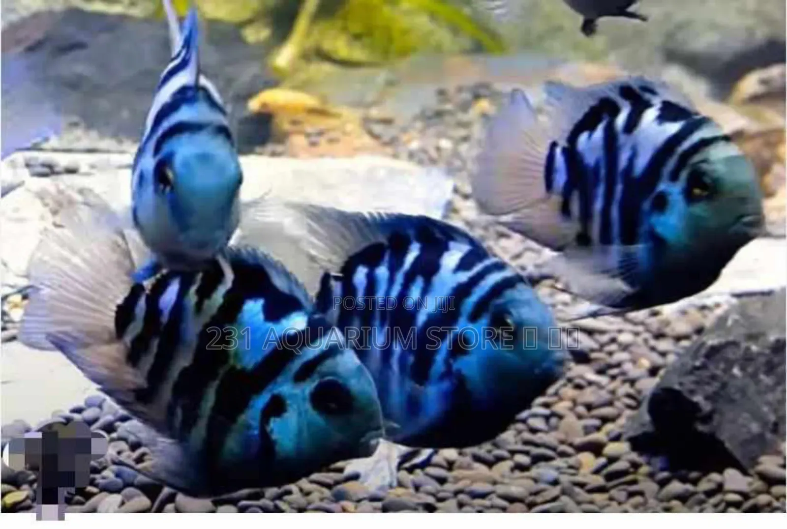 Frontosa Cichlids Fish