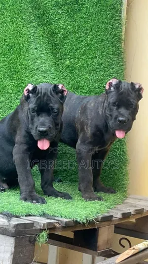 1-3 months Female Purebred Cane Corso