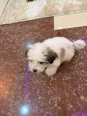 1-3 months Male Purebred Havanese