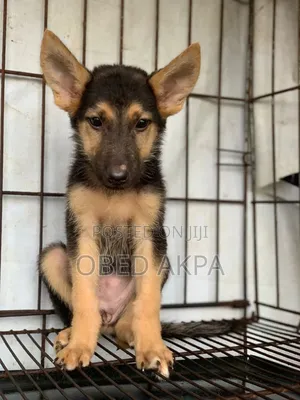 1-3 months Female Purebred German Shepherd