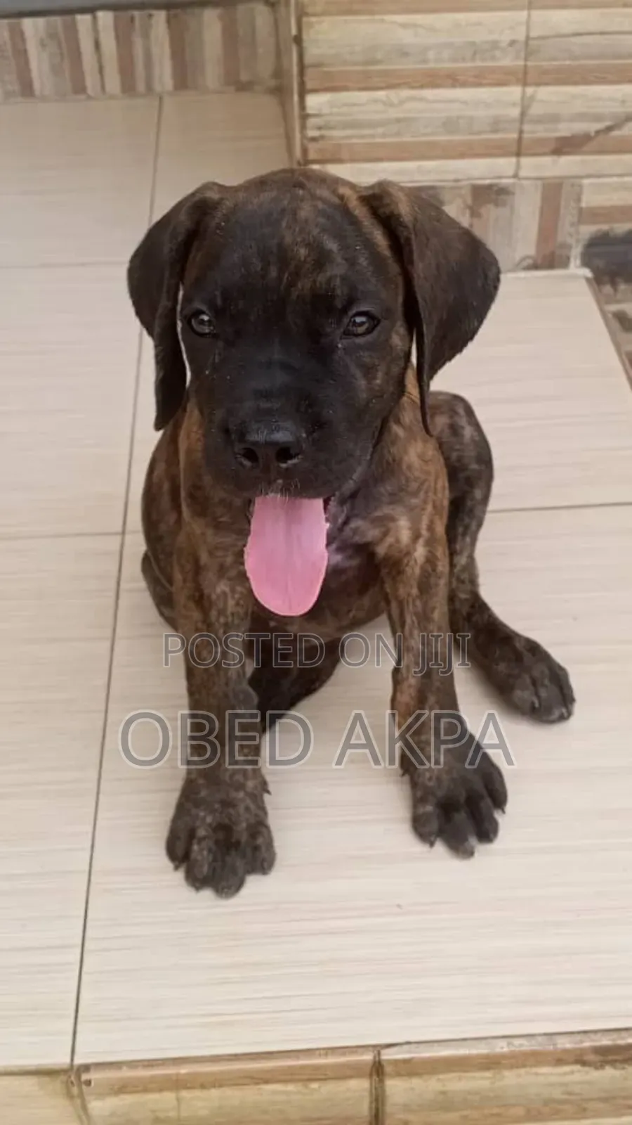 1-3 months Female Purebred Boerboel