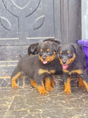 1-3 months Female Purebred Rottweiler