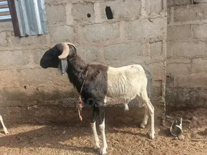 Mature Ram