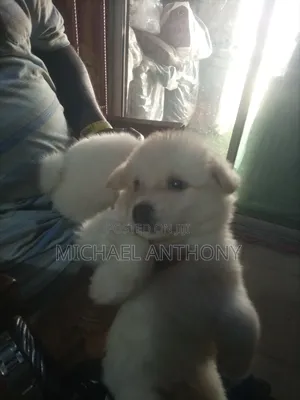 1-3 months Female Purebred American Eskimo