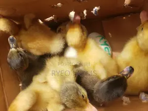 Day Old Foreign Ducklings Are Available