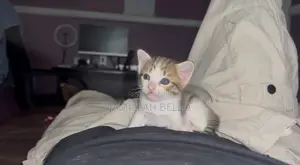 0-1 month Female Mixed Breed American Shorthair
