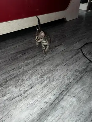 0-1 month Male Mixed Breed American Shorthair