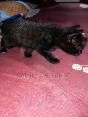 0-1 month Female Mixed Breed American Shorthair