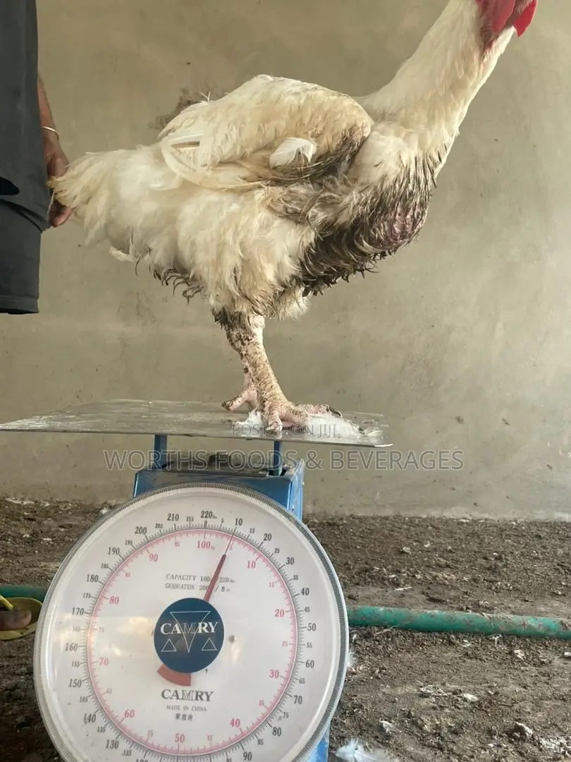Giant Big Broilers Chicken for Sales