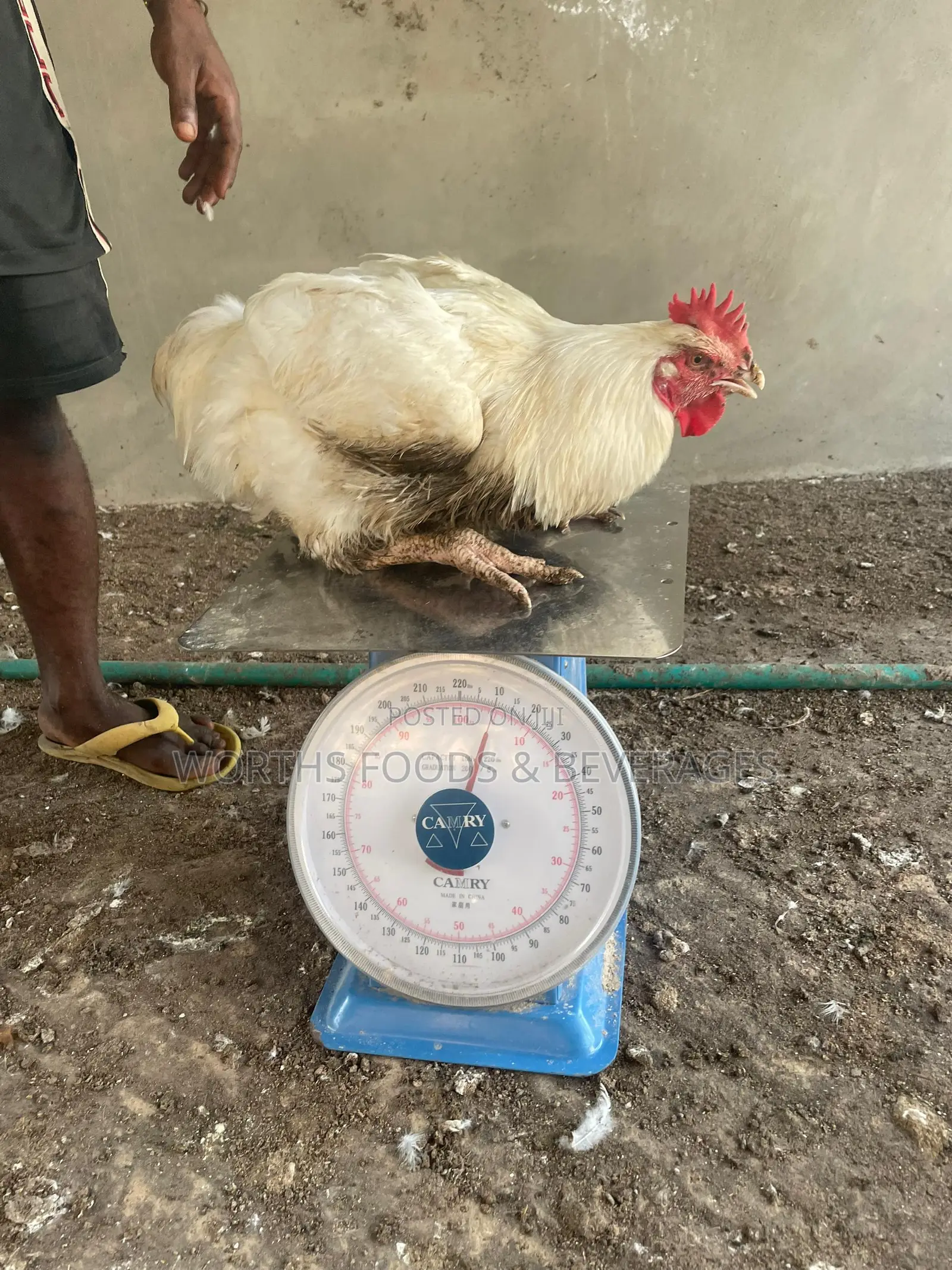 Giant Big Broilers Chicken for Sales