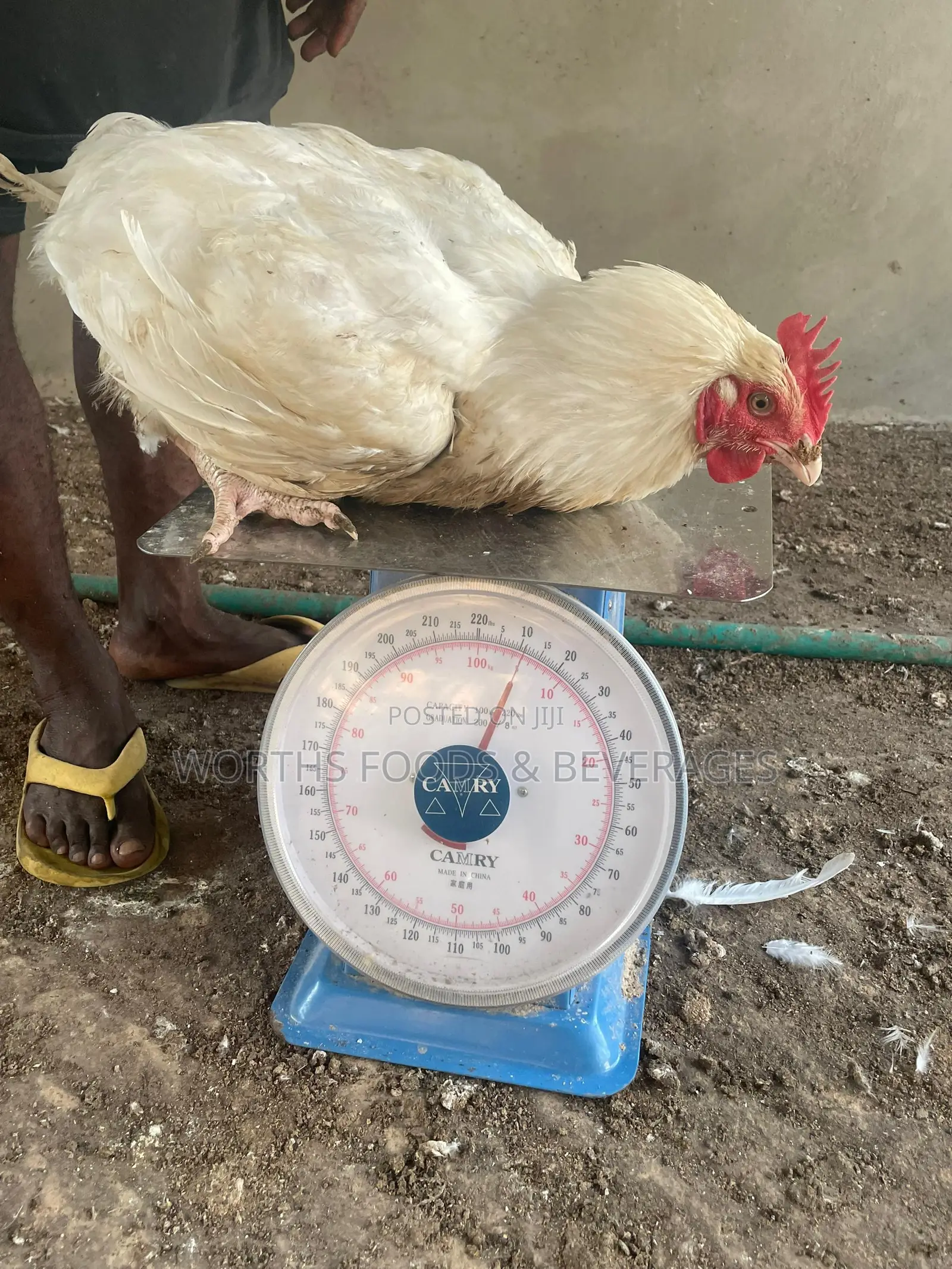 Giant Big Broilers Chicken for Sales