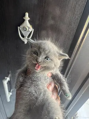 1-3 months Female Purebred British Shorthair