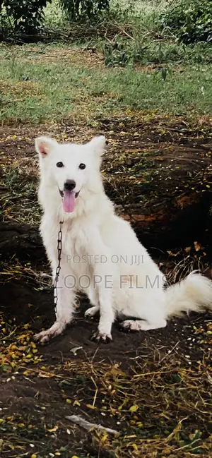 1+ year Male Purebred American Eskimo