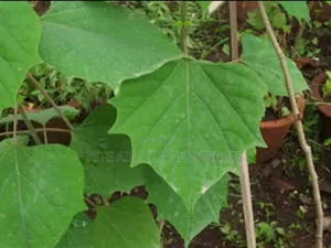Gmilaina Seedlings