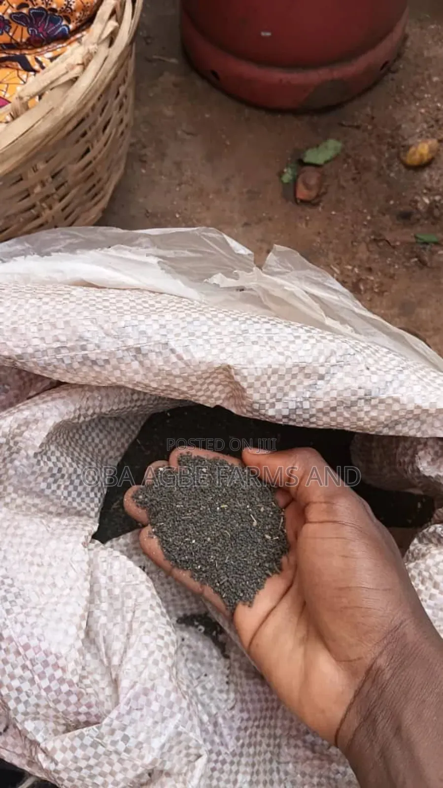 Ewedu Seeds