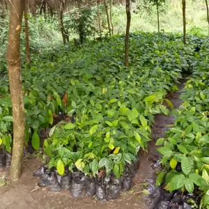 Hybrid Cocoa Seedlings (Crin Tc Series)