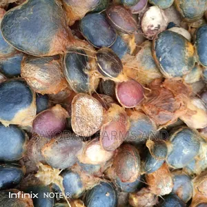 Ugwu Seeds
