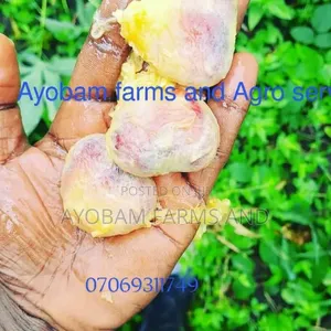 Ugwu Seeds