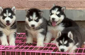 1-3 months Male Purebred Siberian Husky