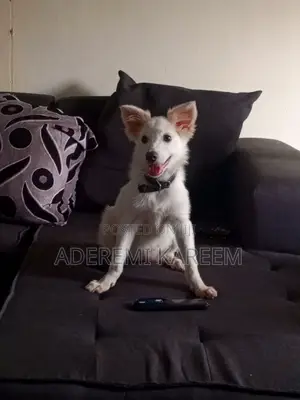 3-6 months Female Purebred American Eskimo