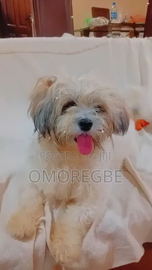 1+ year Female Purebred Lhasa Apso
