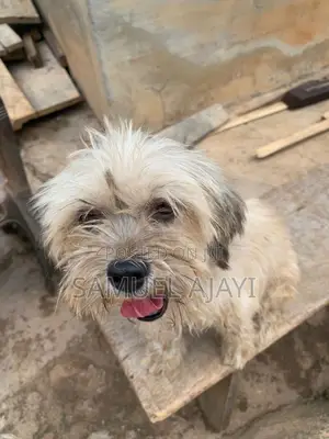 1+ year Female Purebred Lhasa Apso