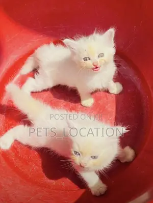1-3 months Female Purebred Persian