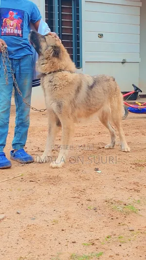 1+ year Female Purebred Caucasian Shepherd