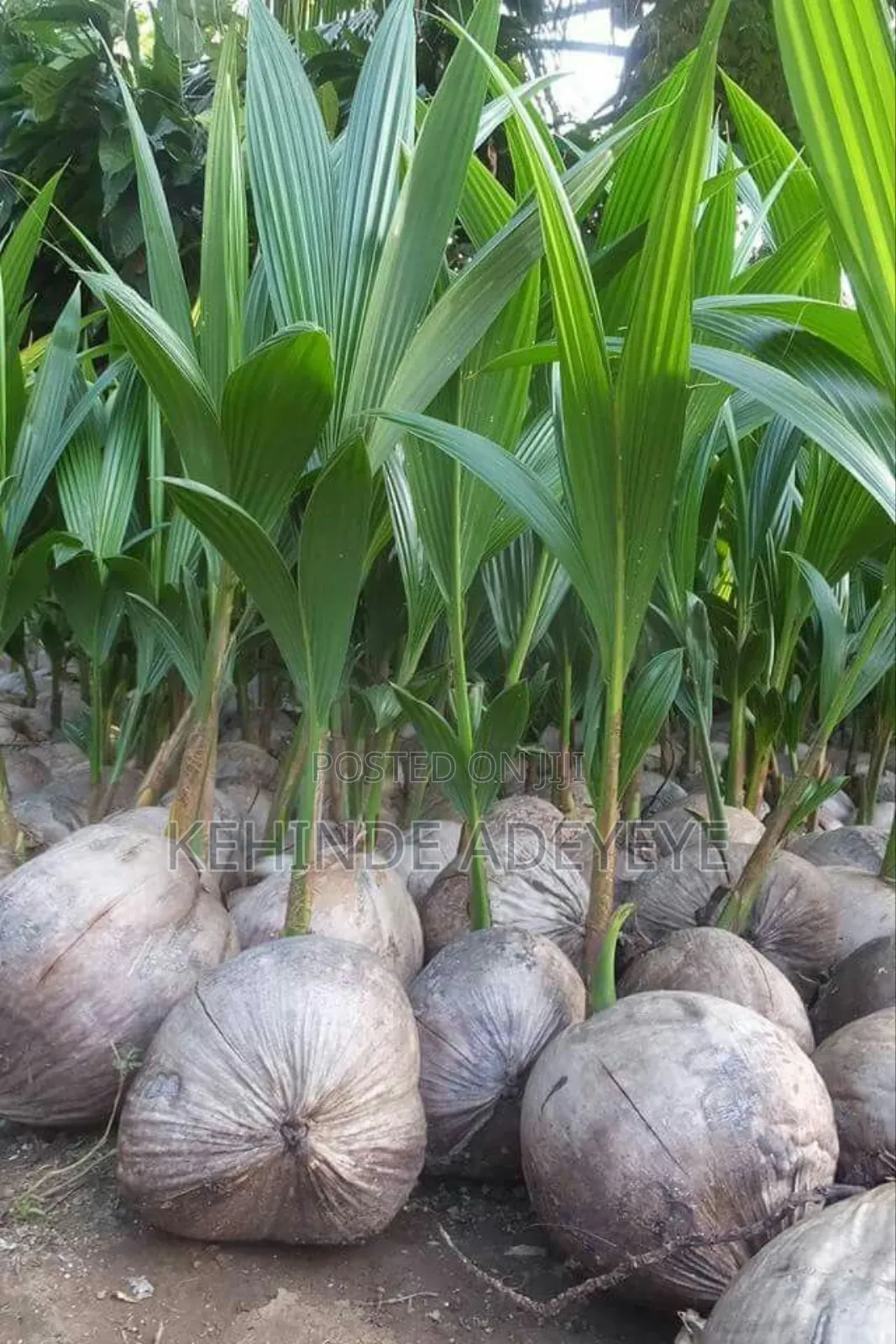 Hybrid Coconut Seedlings