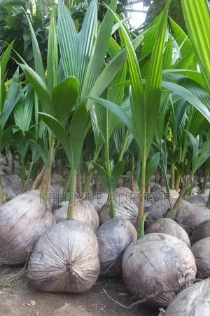 Hybrid Coconut Seedlings