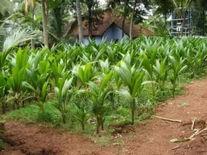 Hybrid Coconut Seedlings