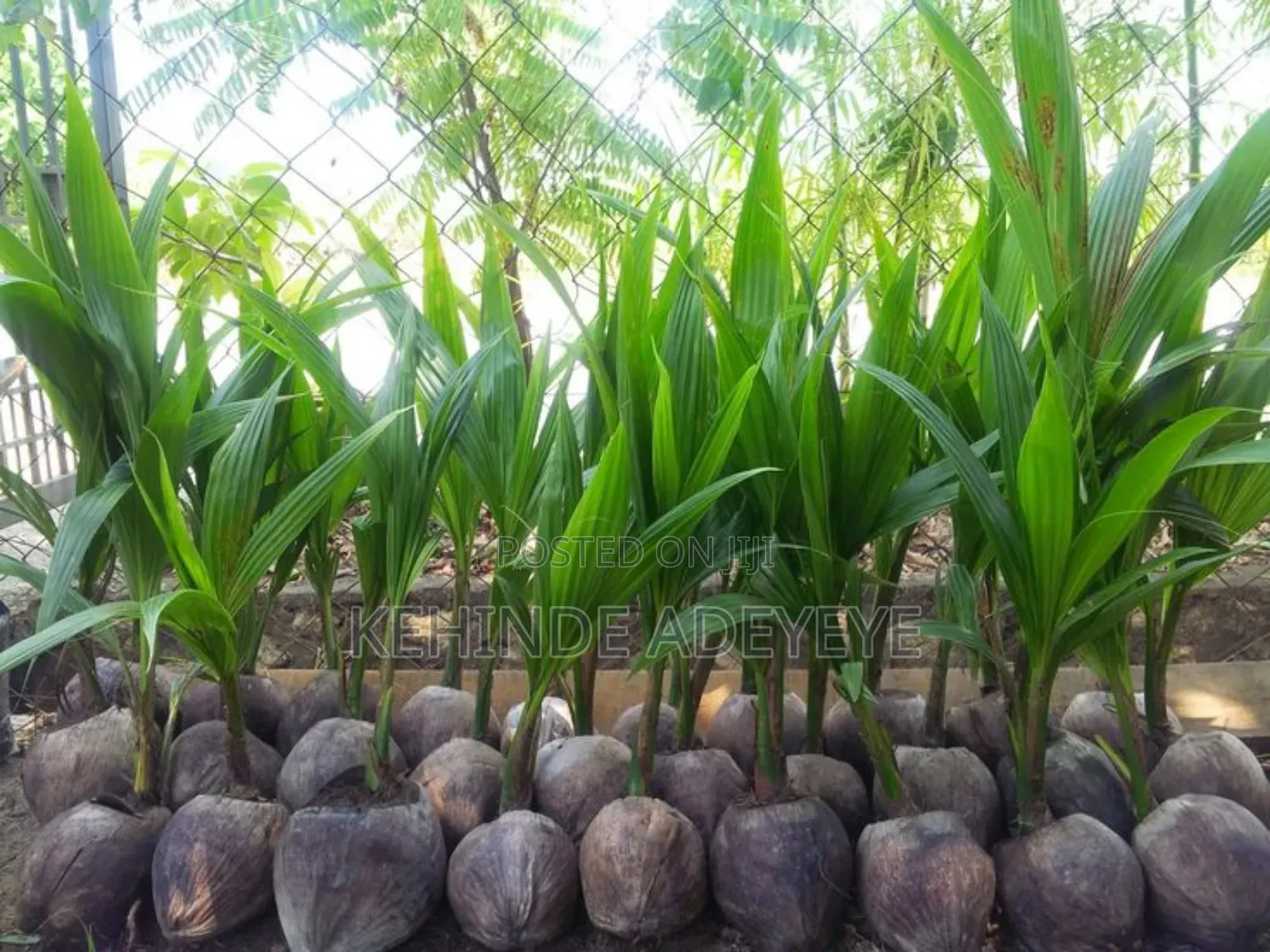 Hybrid Coconut Seedlings