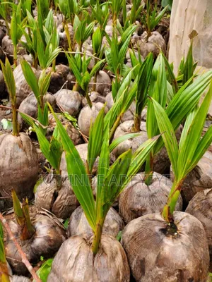 Hybrid Coconut Seedlings