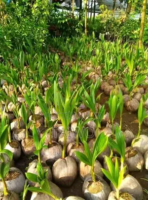 Hybrid Coconut Seedlings