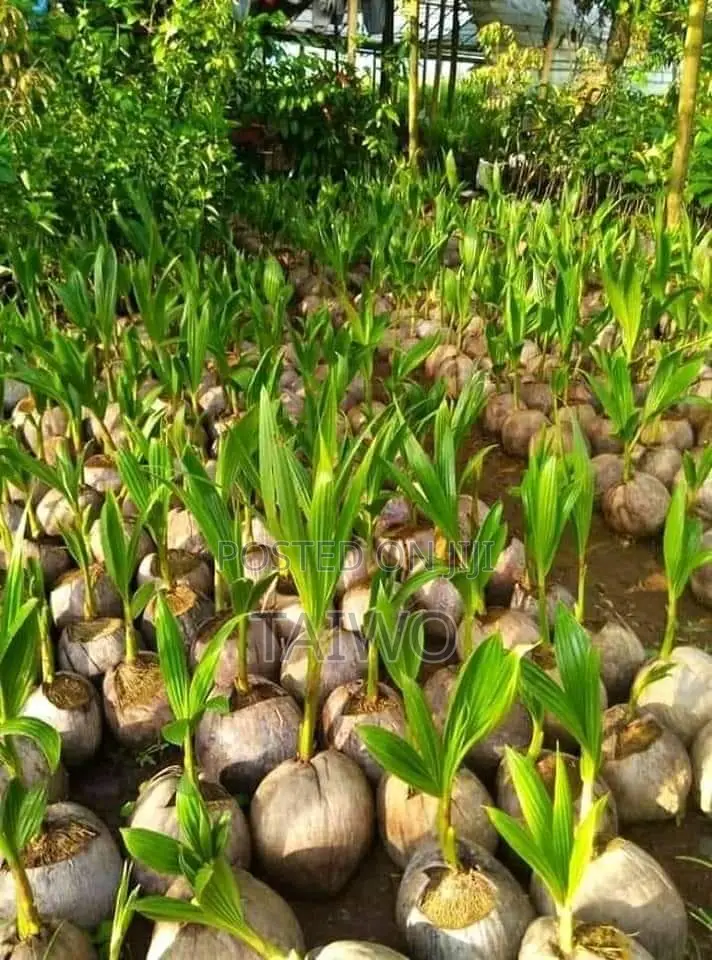Hybrid Coconut Seedlings