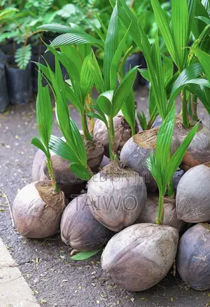 Hybrid Coconut Seedlings