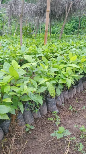 Hybrid Cocoa Seedling