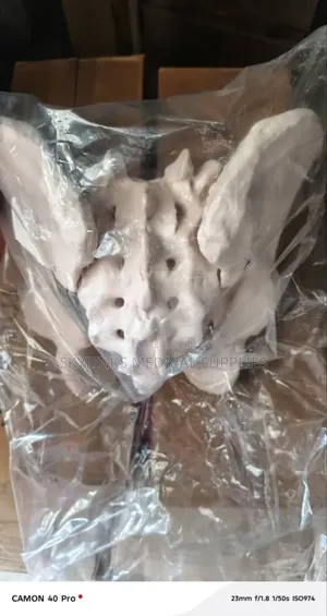 Pelvic Bone Model